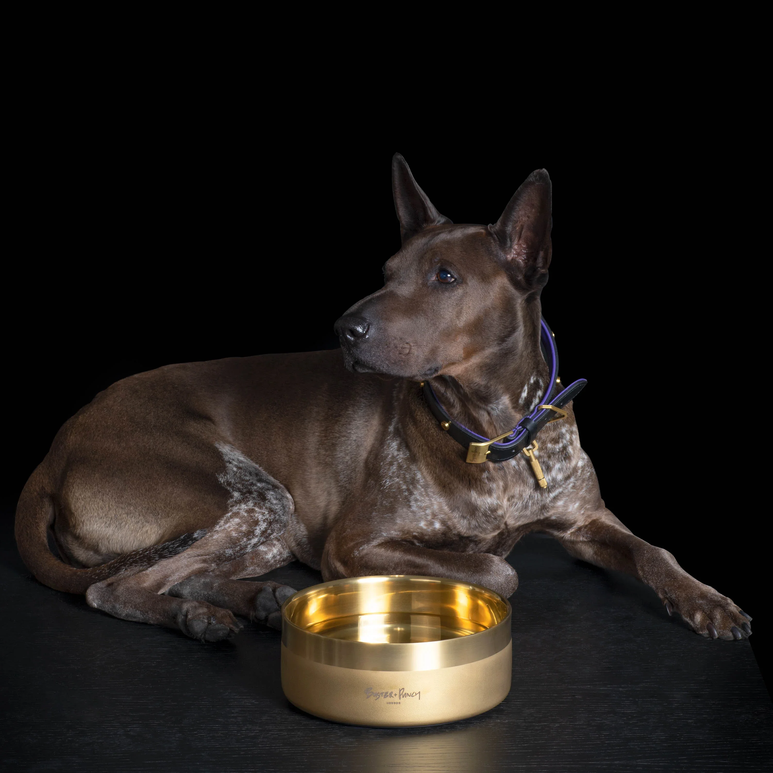 BP_Dog_Bowl_Lifestyle_Large_Brass_square.webp