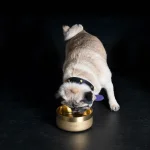 BP_Dog_Bowl_Lifestyle_Small_Brass_1_square.webp
