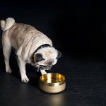 BP_Dog_Bowl_Lifestyle_Small_Brass_2_square.jpg