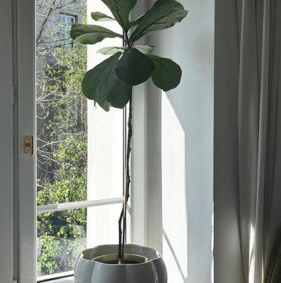 Klamka do okna Marbelo 02 Mosiężna Szczotkowana